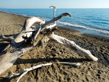 Sahilde eski ağaç dalları
