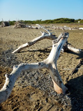 Sahilde eski ağaç dalları