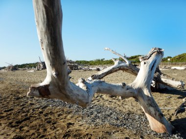 Sahilde eski ağaç dalları
