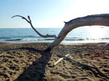 Sahilde eski ağaç dalları