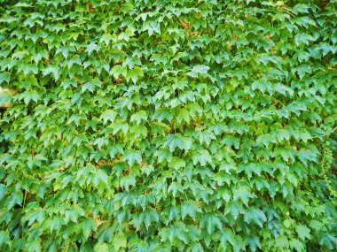 duvar arka plan yeşil yaprak