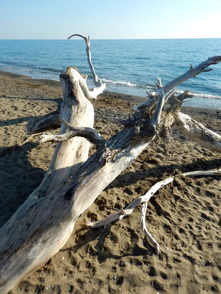 Sahilde eski ağaç dalları