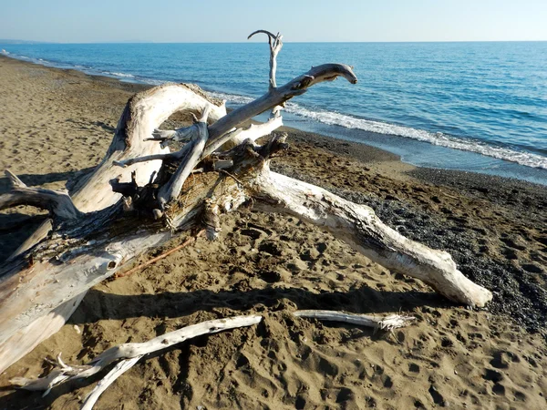Sahilde eski ağaç dalları