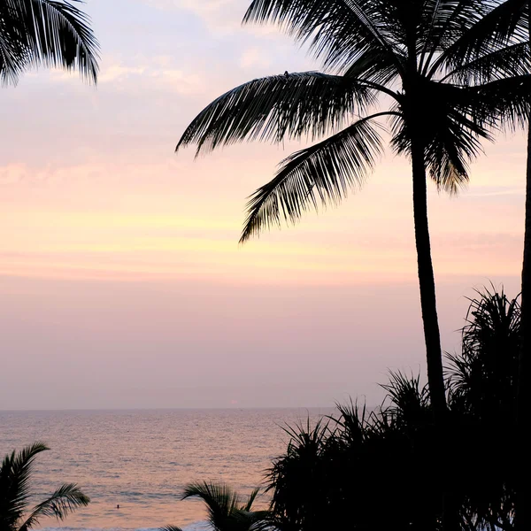 Palmeras en la playa — Foto de Stock