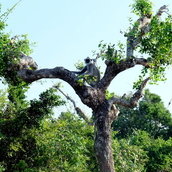 Le singe sur l'arbre — Photo