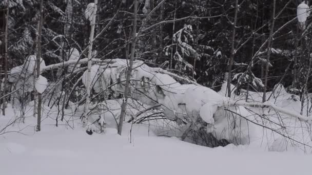冬のシーン。倒木。雪。冬の森。冬. — ストック動画