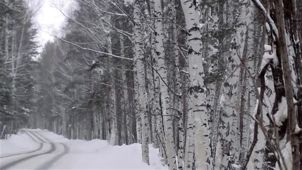 在森林公园的降雪。冬季冰雪覆盖的公园景观. — 图库视频影像