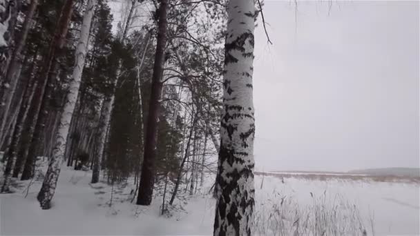 País das maravilhas do inverno. natureza paisagem de neve. tempo da estação — Vídeo de Stock