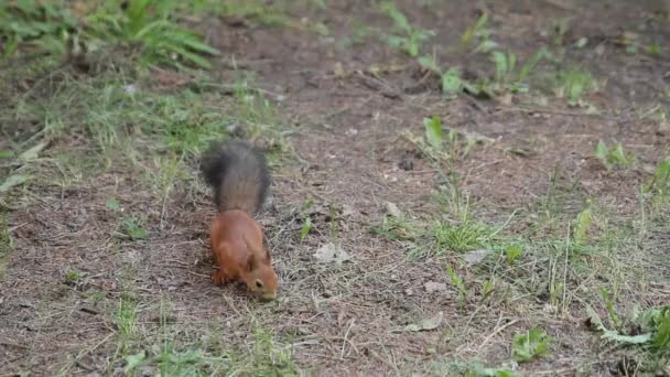 Écureuil cherche de la nourriture . — Video