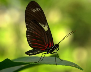 Güzel kırmızı kanatlı kelebek