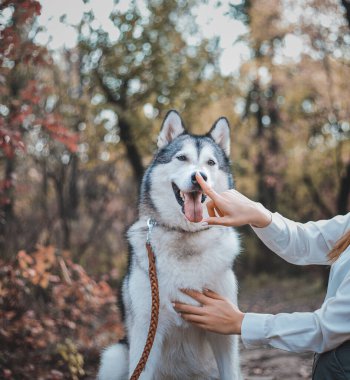 Kızın elleri sonbaharda parkta boğuk bir köpeğin ağızlığına dokunur.