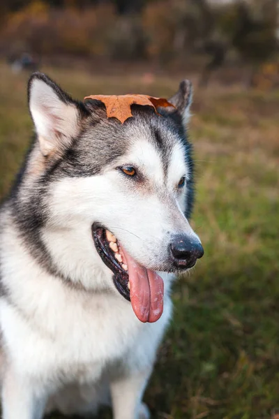 Husky Perro Con Una Hoja Arce Naranja Caído Cabeza Parque — Foto de Stock