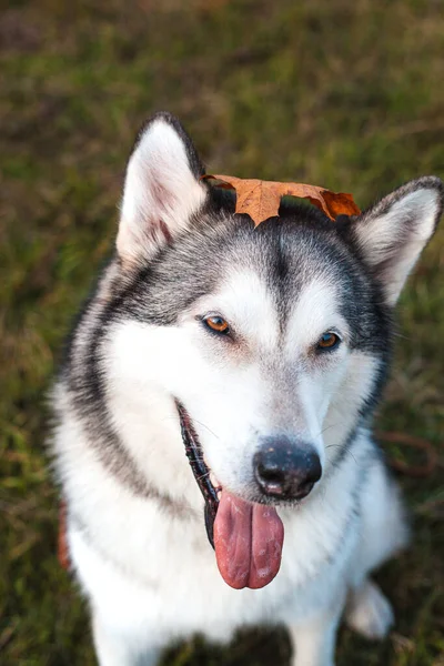 秋に公園で頭に落ちたオレンジ色のカエデの葉を持つハスキー犬 — ストック写真