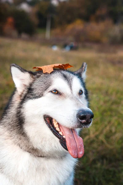 Husky Hund Med Fallen Apelsin Lönnlöv Huvudet Parken Hösten — Stockfoto