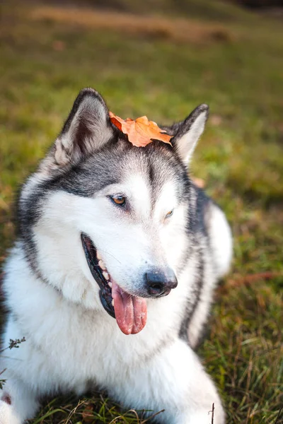 Husky Hund Med Fallen Apelsin Lönnlöv Huvudet Parken Hösten — Stockfoto