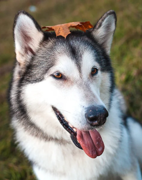 Husky Perro Con Una Hoja Arce Naranja Caído Cabeza Parque — Foto de Stock