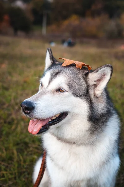 Husky Kutya Egy Lehullott Narancssárga Juharfalevéllel Fején Parkban Ősszel — Stock Fotó