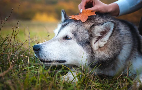 Husky Hund Med Fallen Apelsin Lönnlöv Huvudet Parken Hösten — Stockfoto