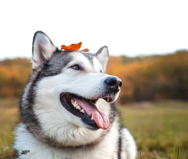 Husky Hund Med Fallen Apelsin Lönnlöv Huvudet Parken Hösten — Stockfoto