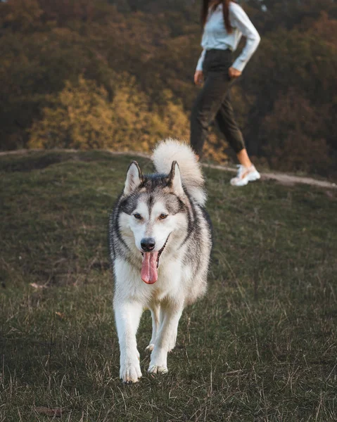 Husky Hund Med Flicka Höstparken — Stockfoto