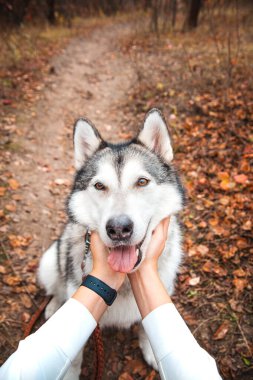 Kızın elleri sonbaharda parkta boğuk bir köpeğin ağızlığına dokunur.