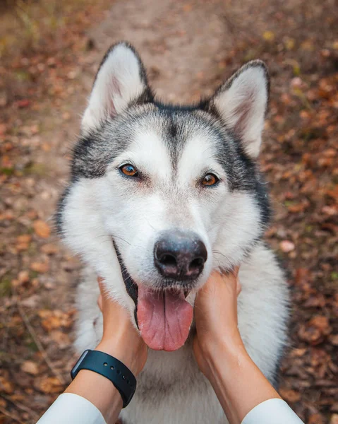 Ręce Dziewczyny Dotykają Pyska Husky Psa Parku Jesienią — Zdjęcie stockowe