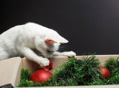 Beyaz bir kedi, içinde Noel süsleri olan bir karton kutuya bakar ve onları çıkarır.