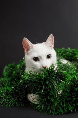 Beyaz kedi Noel süslemelerinde oynuyor. Siyah arka planda süs ve toplardan yapılmış.
