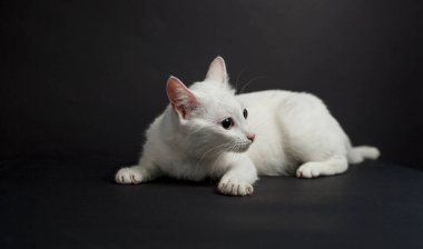 Siyah arka planda sarı gözlü beyaz kedi.