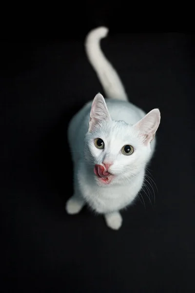 Witte Kat Met Gele Ogen Een Zwarte Achtergrond — Stockfoto