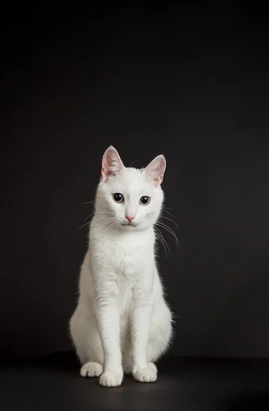 Siyah Arka Planda Sarı Gözlü Beyaz Kedi — Stok fotoğraf