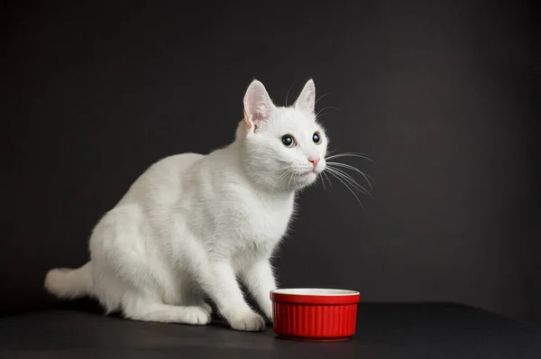 Gato Blanco Con Ojos Amarillos Junto Cuenco Rojo Sobre Fondo —  Fotos de Stock
