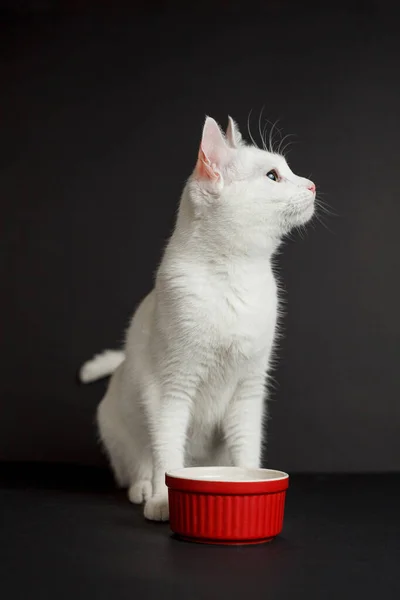 Biały Kot Żółtymi Oczami Obok Czerwonej Miski Czarnym Tle — Zdjęcie stockowe