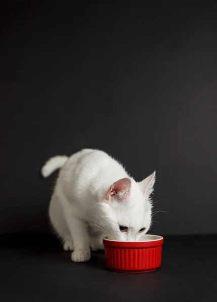 Vit Katt Med Gula Ögon Bredvid Röd Skål Svart Bakgrund — Stockfoto