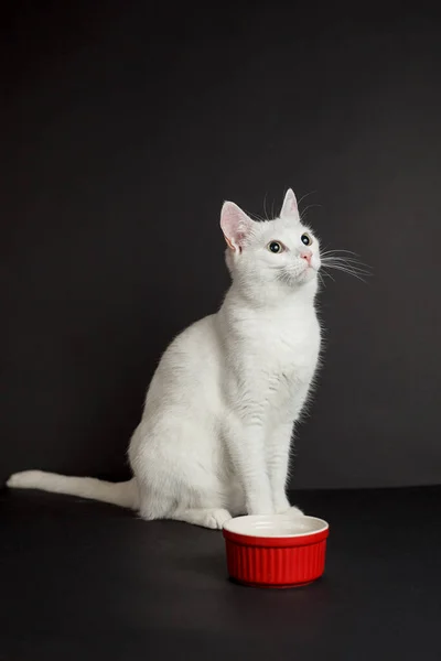 Biały Kot Żółtymi Oczami Obok Czerwonej Miski Czarnym Tle — Zdjęcie stockowe