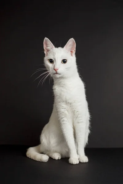 Siyah Arka Planda Sarı Gözlü Beyaz Kedi — Stok fotoğraf