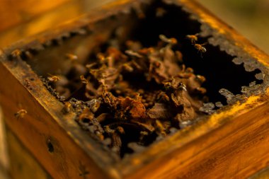 Kırsal bir ahşap yapının içinde, doğal dokuları ve arı aktivitelerini gösteren bir arı yuvasına yakın plan..