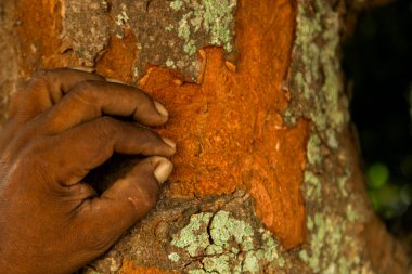 Pau brasil ağaç kabuğuna dokunan bir elin yakın çekimi.
