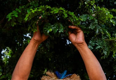 Yerli Adam Ağacı Tutuyor Pau Brezilya Ağacı ve Bitkisi