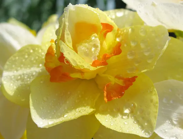 Narciso em gotas de chuva — Fotografia de Stock