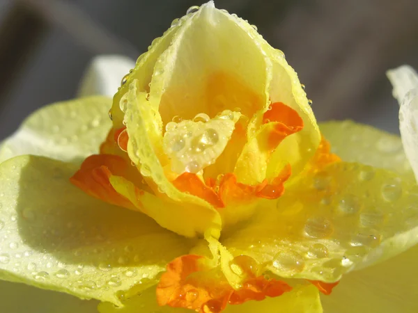Нарцис в краплі дощу — стокове фото