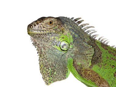 Beyaz arkaplanda iguana