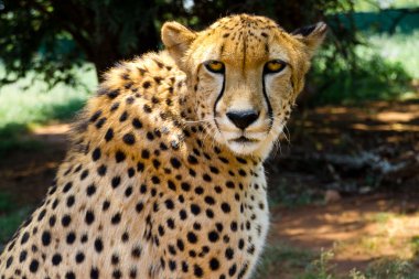 Cheetah kameraya bakarak yakın çekim