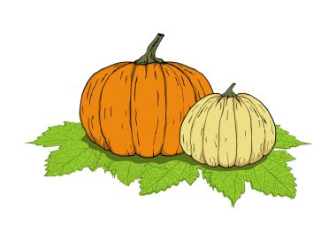 iki balkabağı beyaz zemin üzerine