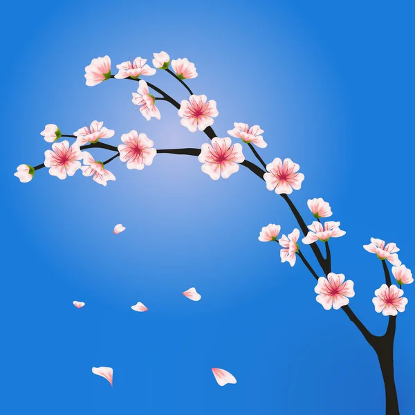 Ramo de vetor sakura. Realista floral asiático design para convite, saudação, cartões de casamento, sites, brochuras, livretos, papéis de parede em estilo japonês. Hanami festival flores da primavera — Vetor de Stock