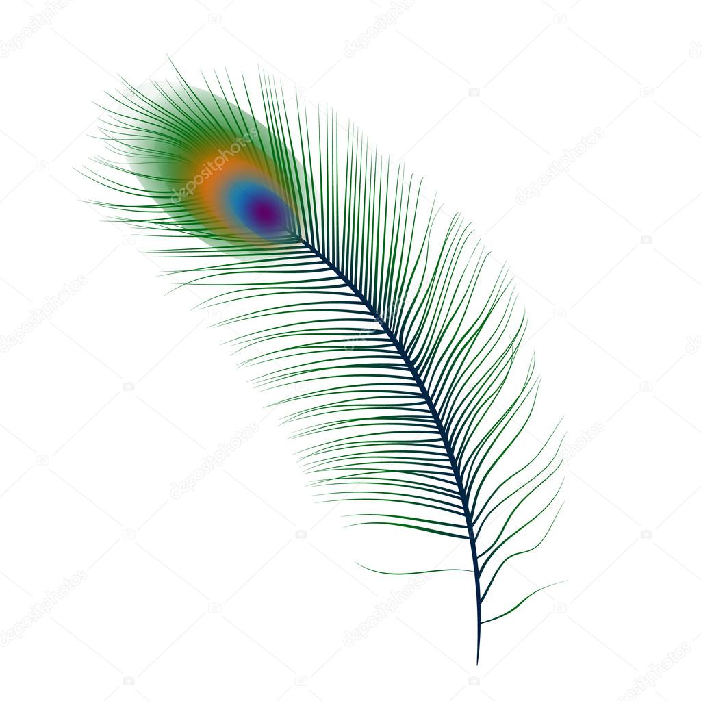 Isolated peacock feather