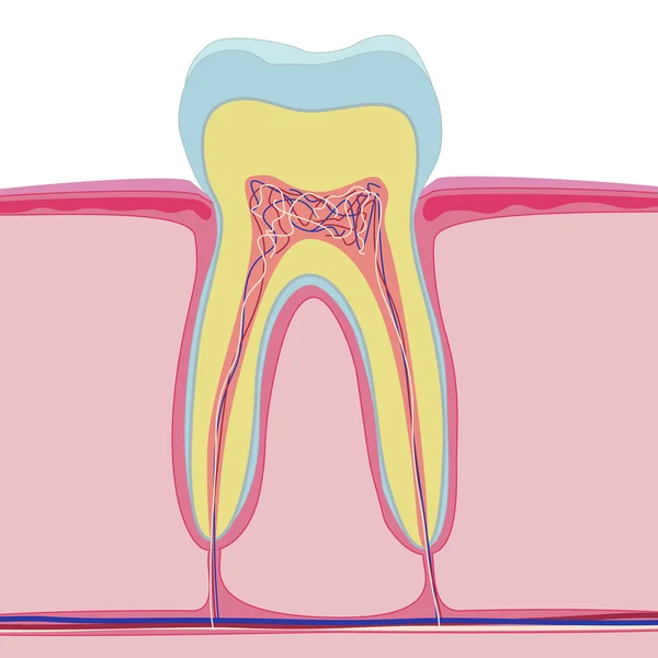 Estrutura vetorial do dente humano. Anatomia isolada sobre fundo branco. Estilo macro realista, nervo, dentina, esmalte, canal, polpa, coroa, raiz . —  Vetores de Stock