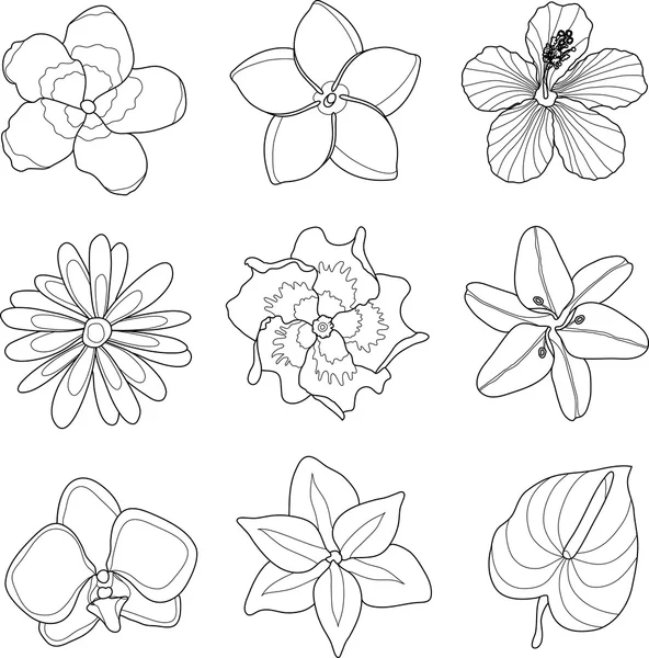 矢量图的热带花卉集 — 图库矢量图片