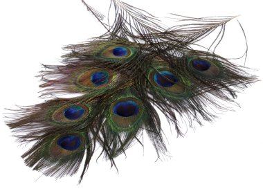 Tavus kuşu tüyü beyaz zemin üzerine