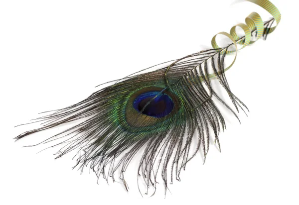 Tavus kuşu tüyü beyaz zemin üzerine